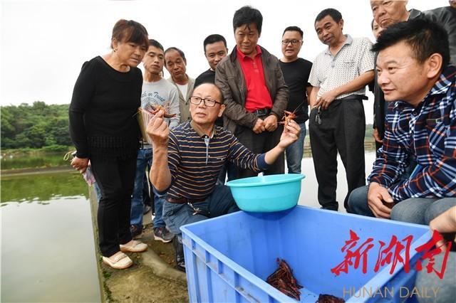 合肥网红龙虾店是哪家_致富经武汉合肥龙虾馆_合肥龙虾基地