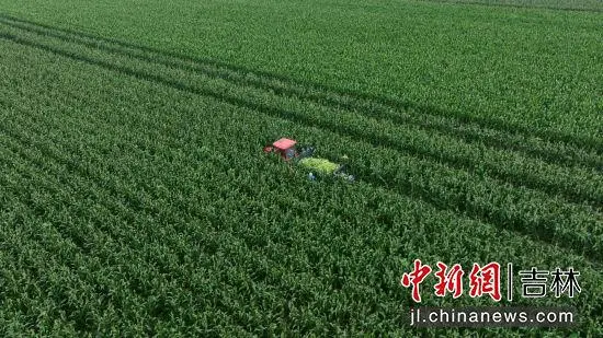 海南种植玉米产量高吗_海南鲜食玉米种植致富经验_海南玉米种植技术