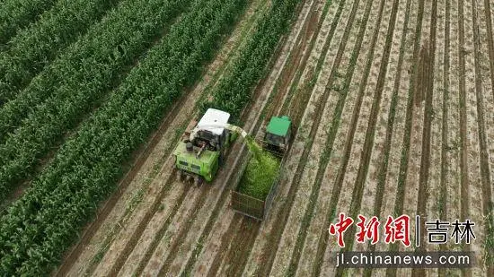 海南鲜食玉米种植致富经验_海南玉米种植技术_海南种植玉米产量高吗