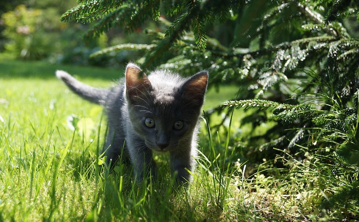 猫和蛇为什么是天敌