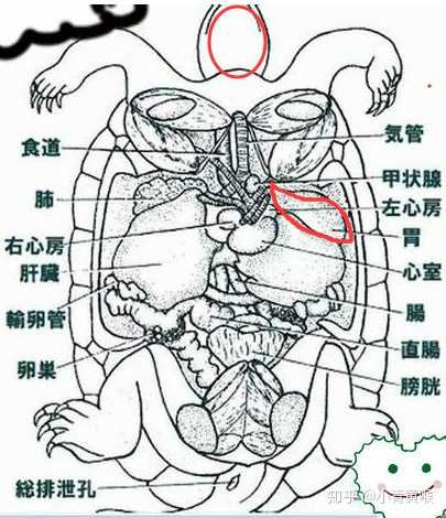 乌龟养殖致富经_小乌龟养殖致富_乌龟养殖户