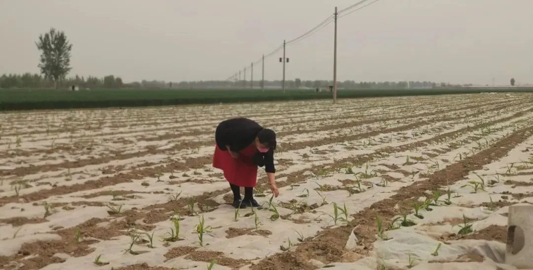 海南玉米种植技术_海南种植玉米产量高吗_海南鲜食玉米种植致富经验