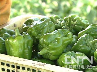 致富经女博士种芽苗菜_女博士嫁给富豪_女博士 致富经