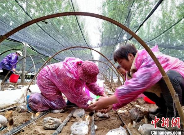 沙土种植致富_沙土地种植啥好致富_沙土种植