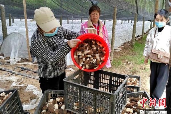 沙土地种植啥好致富_沙土种植_沙土种植致富