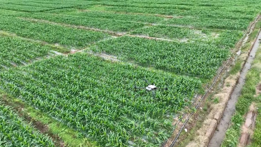 海南鲜玉米几月成熟_海南鲜玉米价格_海南鲜食玉米种植致富经验