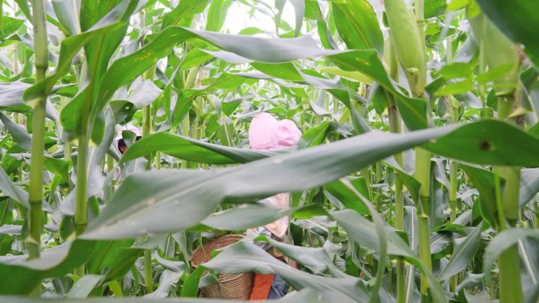 海南鲜食玉米种植致富经验_海南鲜玉米几月成熟_海南鲜玉米价格