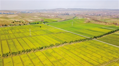 环县甜水镇沙土地试种有机“张杂谷”获得成功