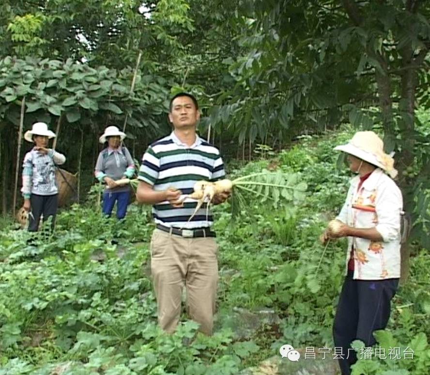 种菜致富案例_种植蔬菜新闻稿标题_种植蔬菜致富新闻