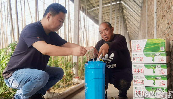 西红柿种植致富方法_西红柿致富路_种植西红柿技术视频