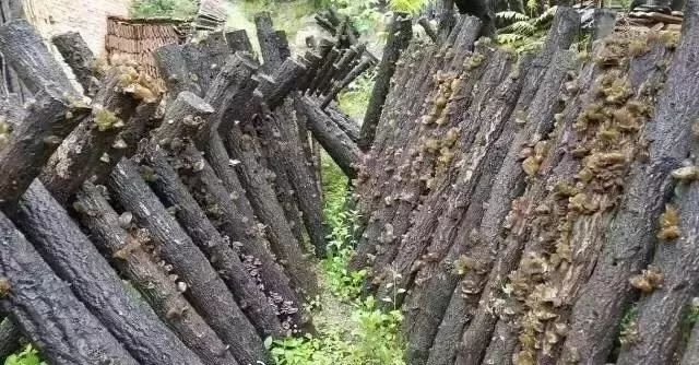 花卉种植致富密码_种花致富选什么品种_种花致富经