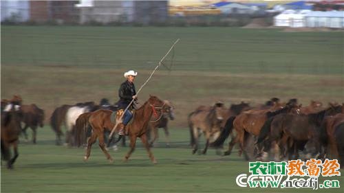 [致富经]内蒙古高飞养马搞旅游三年变成致富名人(上)