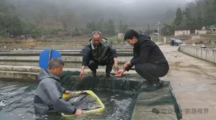 养殖案例：年产1300万元，小山村冷水养出出口鱼