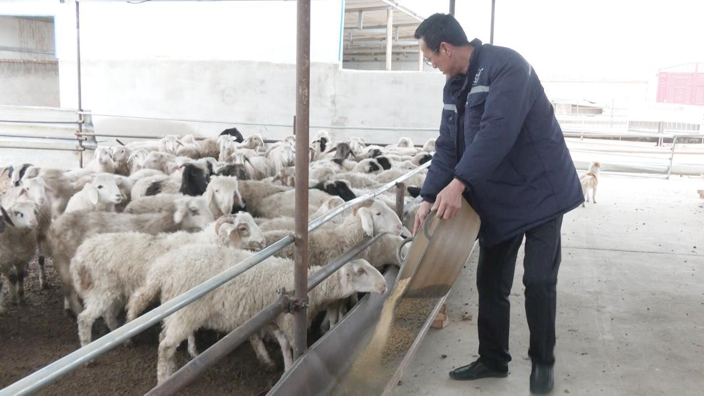 致富养殖羊基地种什么草_致富种羊养殖基地_农村养殖致富养羊