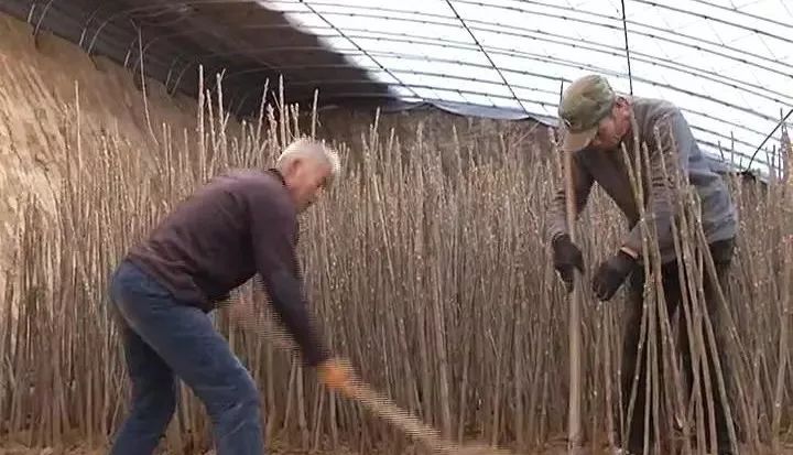 种香椿致富_致富经种植香椿视频_致富经如何靠香椿树