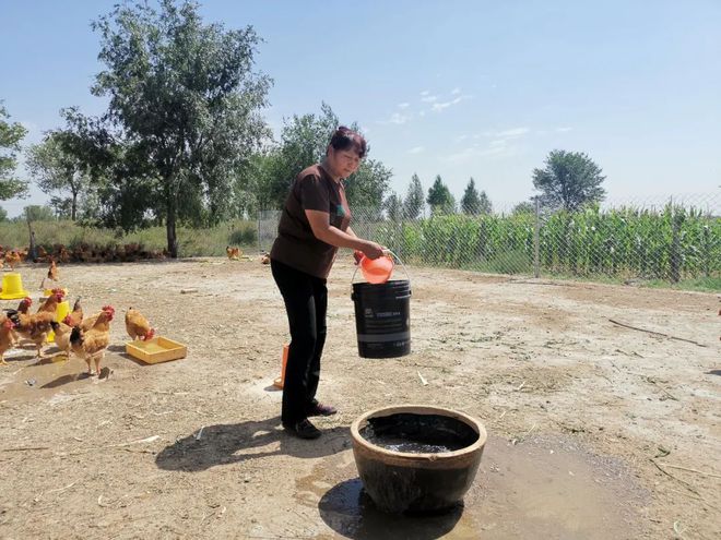 致富养殖土鸡视频_土鸡养殖致富经_致富养殖土鸡图片