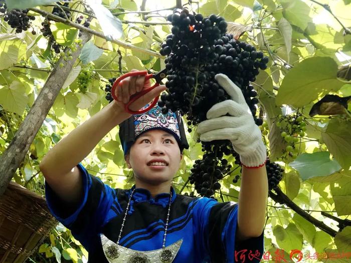 葡萄种植致富能手_致富经盆栽葡萄_致富经葡萄栽培技术视频