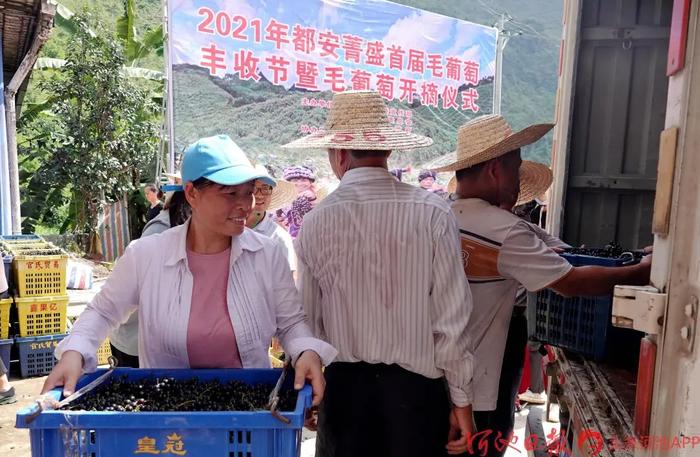 葡萄种植致富能手_致富经葡萄栽培技术视频_致富经盆栽葡萄