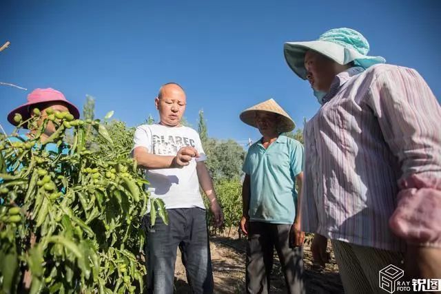 新疆种植养殖致富_新疆搞养殖怎么样_新疆种草养殖