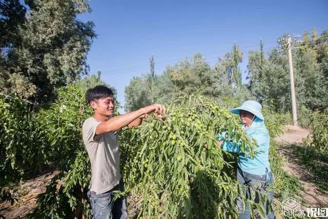 新疆搞养殖怎么样_新疆种植养殖致富_新疆种草养殖