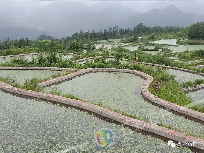 沙土种植致富_致富种植沙土图片_沙土地种植啥好致富