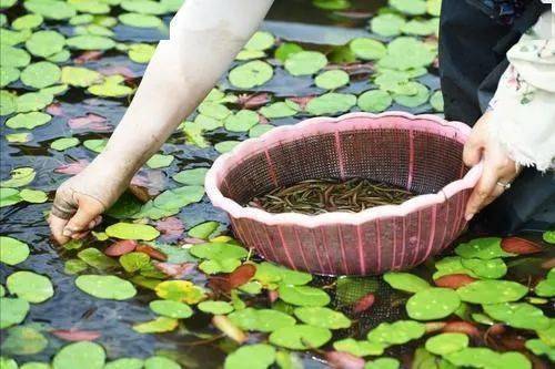 沙土种植致富_致富种植沙土图片_沙土地种植啥好致富