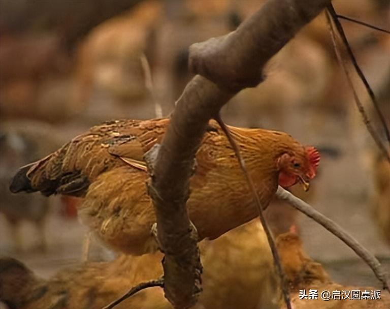 致富猪鸡混养视频大全_猪鸡混养致富经_猪鸡共养