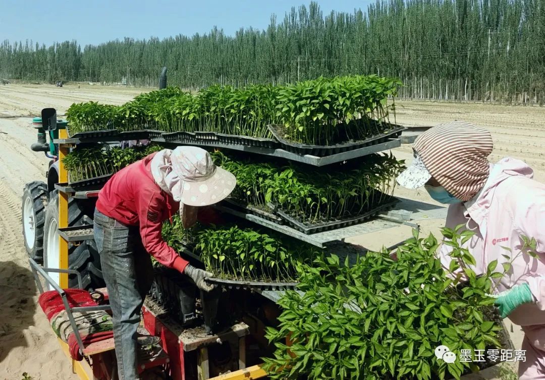 新疆搞养殖的前景_新疆种植养殖致富_新疆搞养殖怎么样