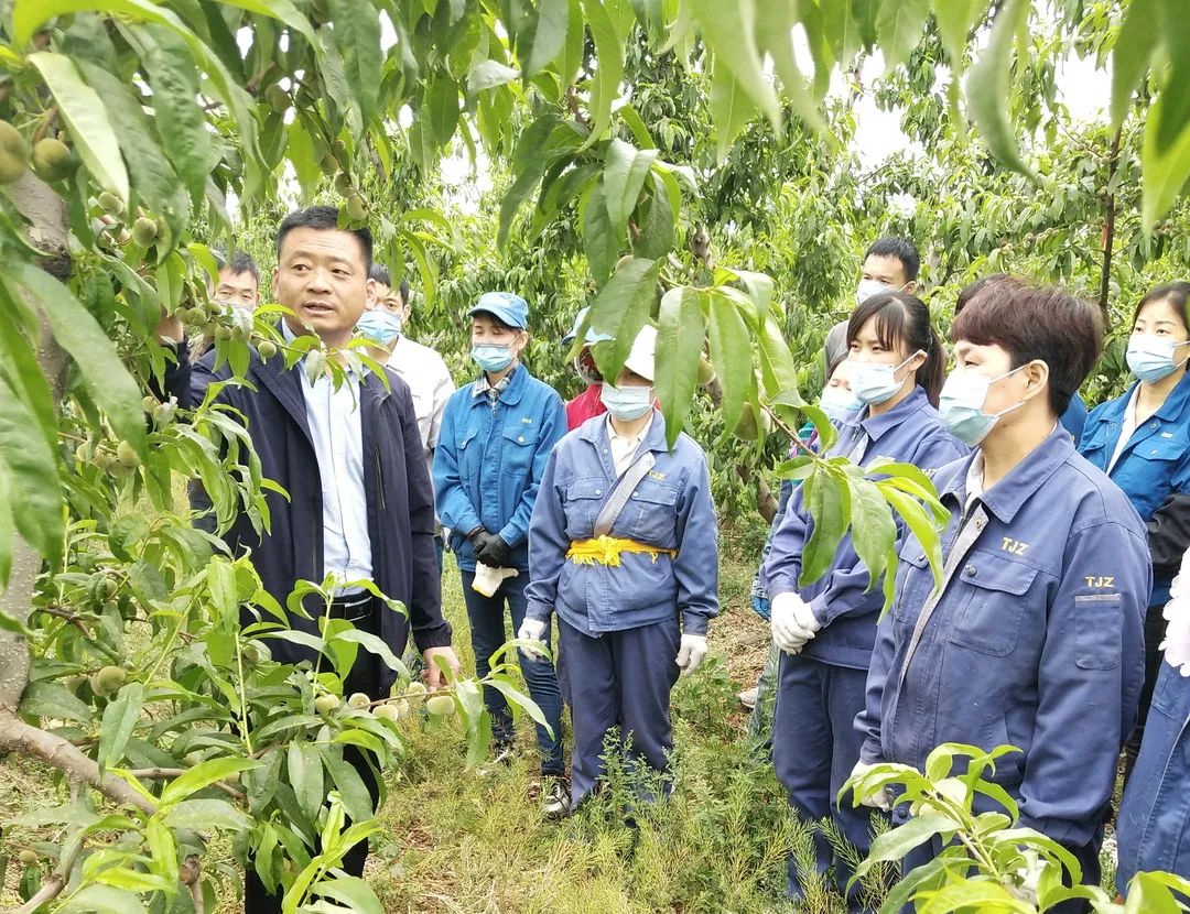 致富经种植葡萄视频_致富经葡萄种植_葡萄种植致富能手