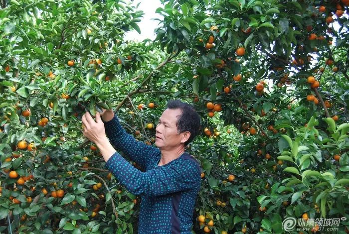 农业致富种植_农村致富新项目种植业_农村致富项目种植业