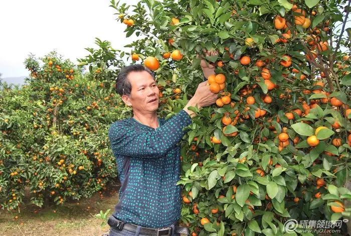 农村致富新项目种植业_农业致富种植_农村致富项目种植业