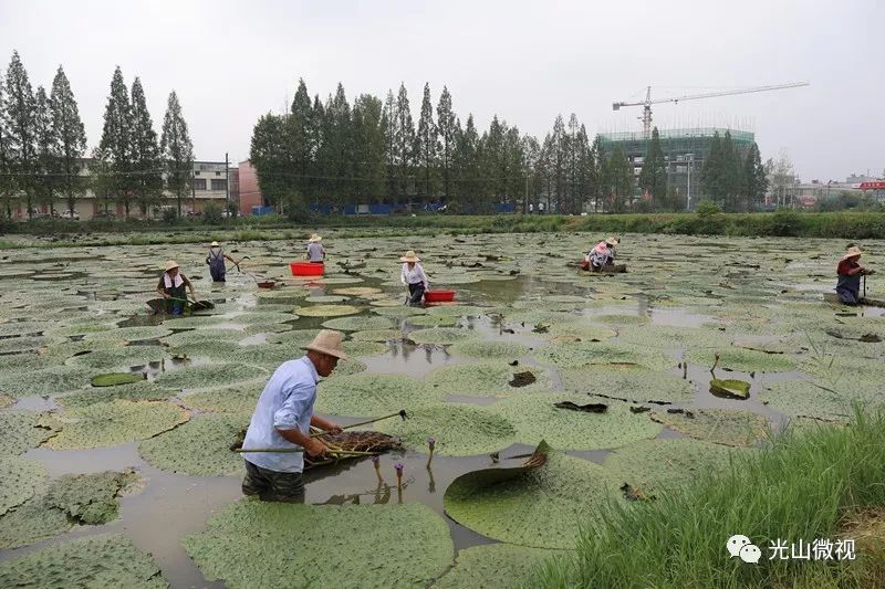 农业致富种植项目_农业致富种植_农村致富项目种植业