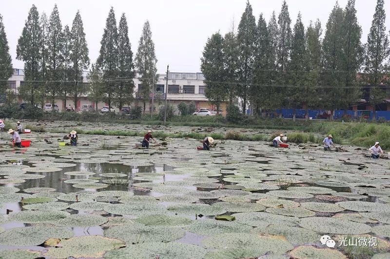 农业致富种植_农村致富项目种植业_农业致富种植项目