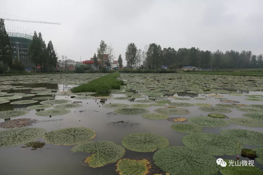 农业致富种植_农村致富项目种植业_农业致富种植项目