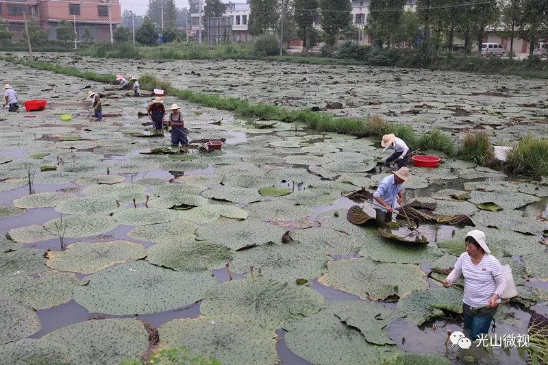 农业致富种植项目_农村致富项目种植业_农业致富种植