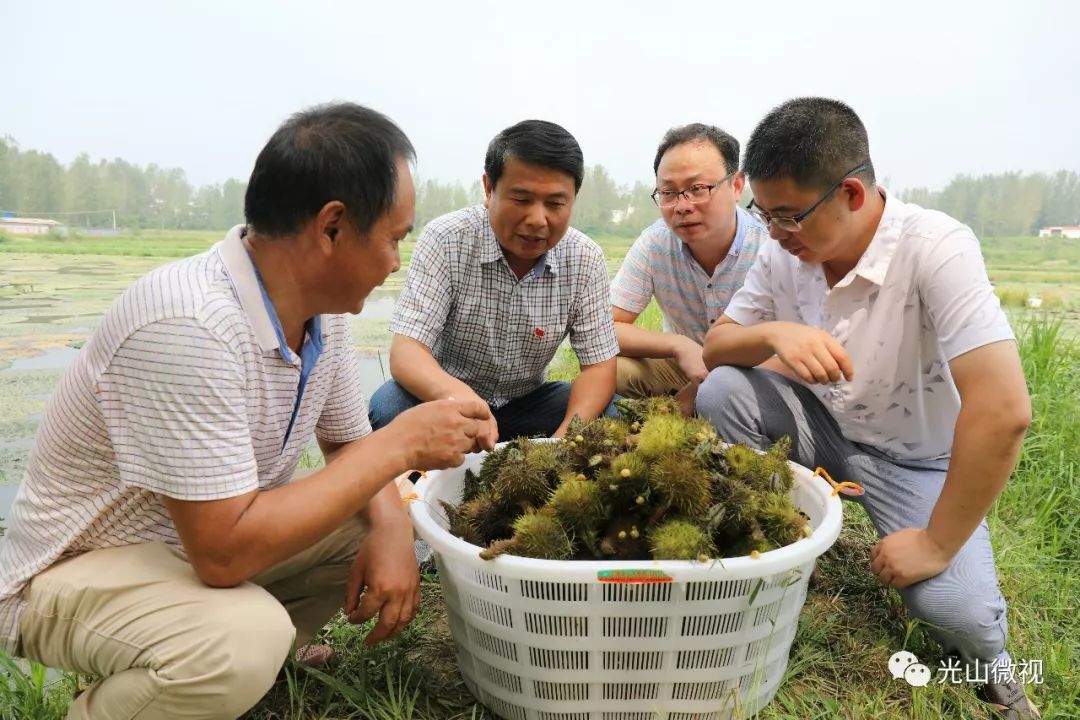 农村致富项目种植业_农业致富种植_农业致富种植项目