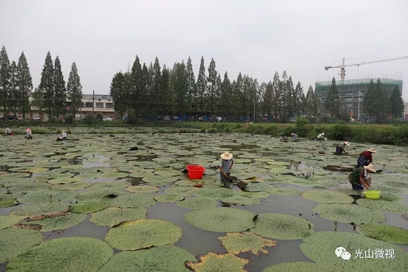 农业致富种植_农业致富种植项目_农村致富项目种植业