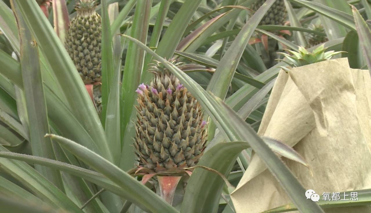 农业致富种植_农村致富新项目种植业_农村致富项目种植业