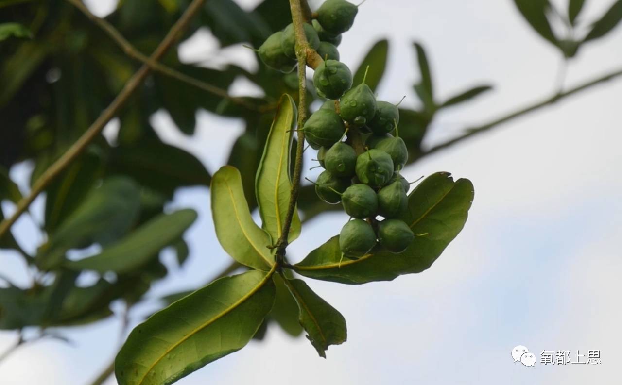 农村致富新项目种植业_农村致富项目种植业_农业致富种植