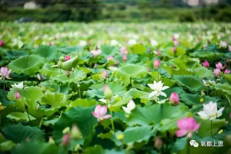 农村致富新项目种植业_农村致富项目种植业_农业致富种植