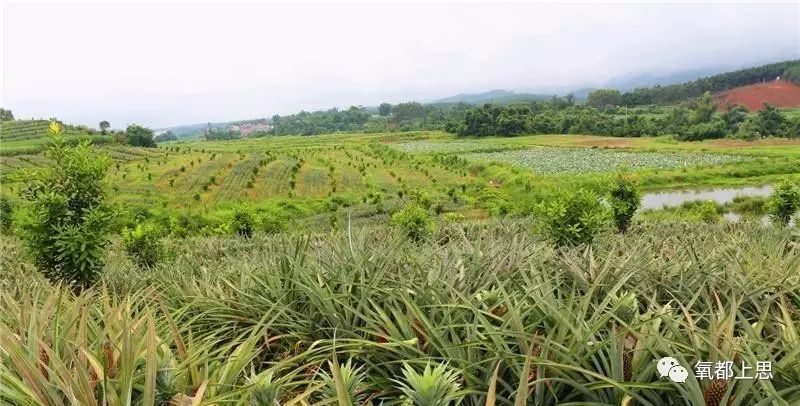 农业致富种植_农村致富项目种植业_农村致富新项目种植业