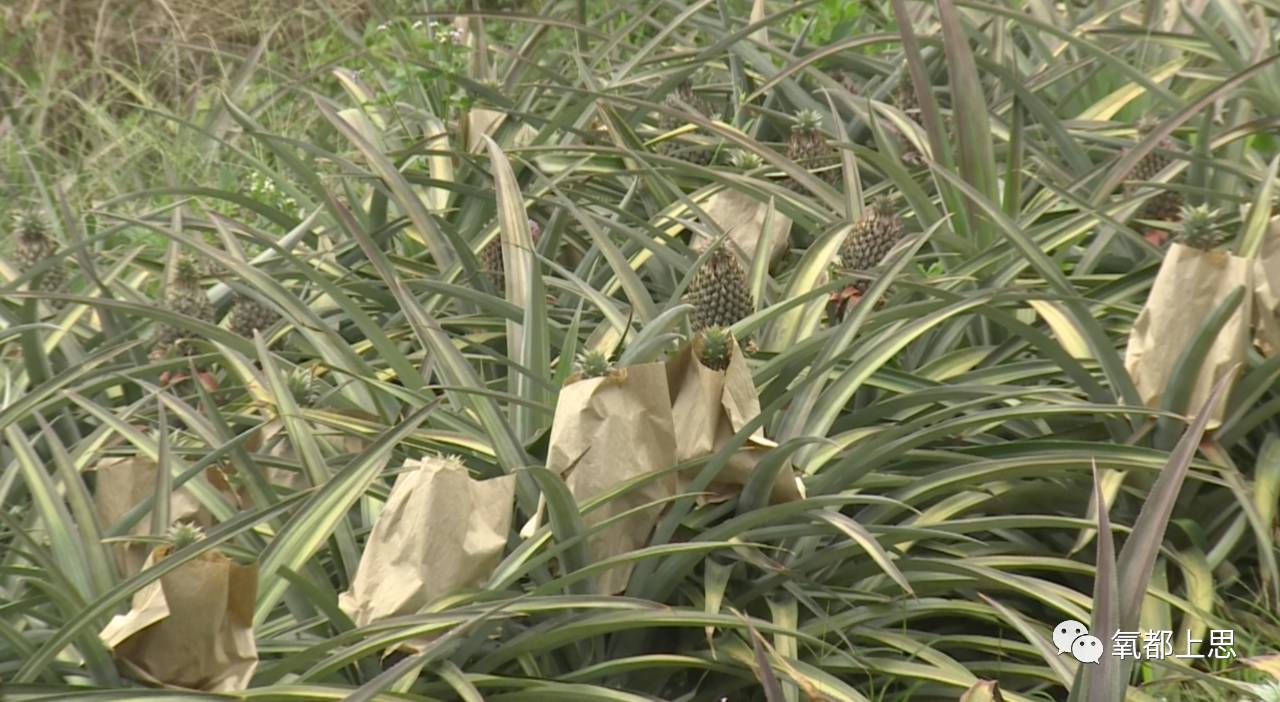 农村致富项目种植业_农业致富种植_农村致富新项目种植业