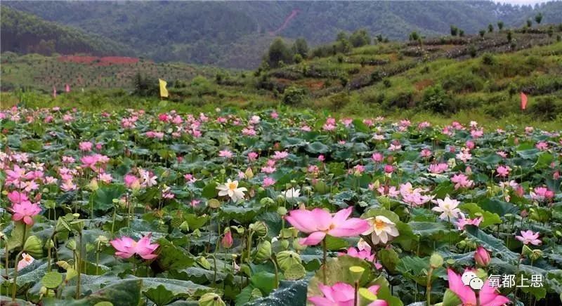 农业致富种植_农村致富新项目种植业_农村致富项目种植业