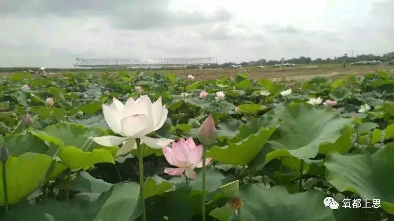 农村致富项目种植业_农业致富种植_农村致富新项目种植业