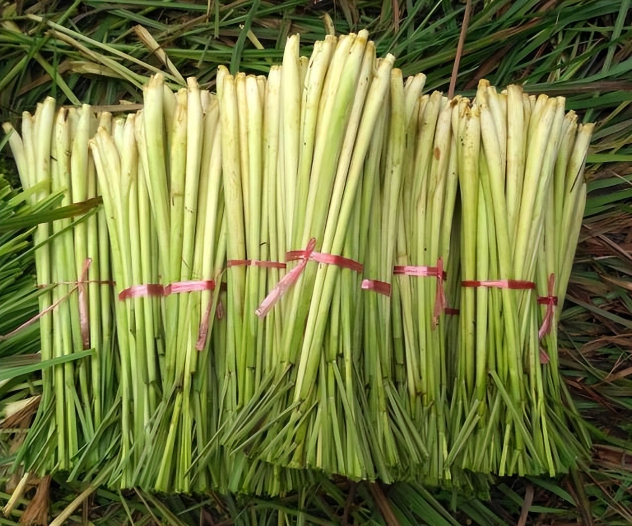 大叔种植“香野草”，本以为能“致富”，结果大部分烂地里