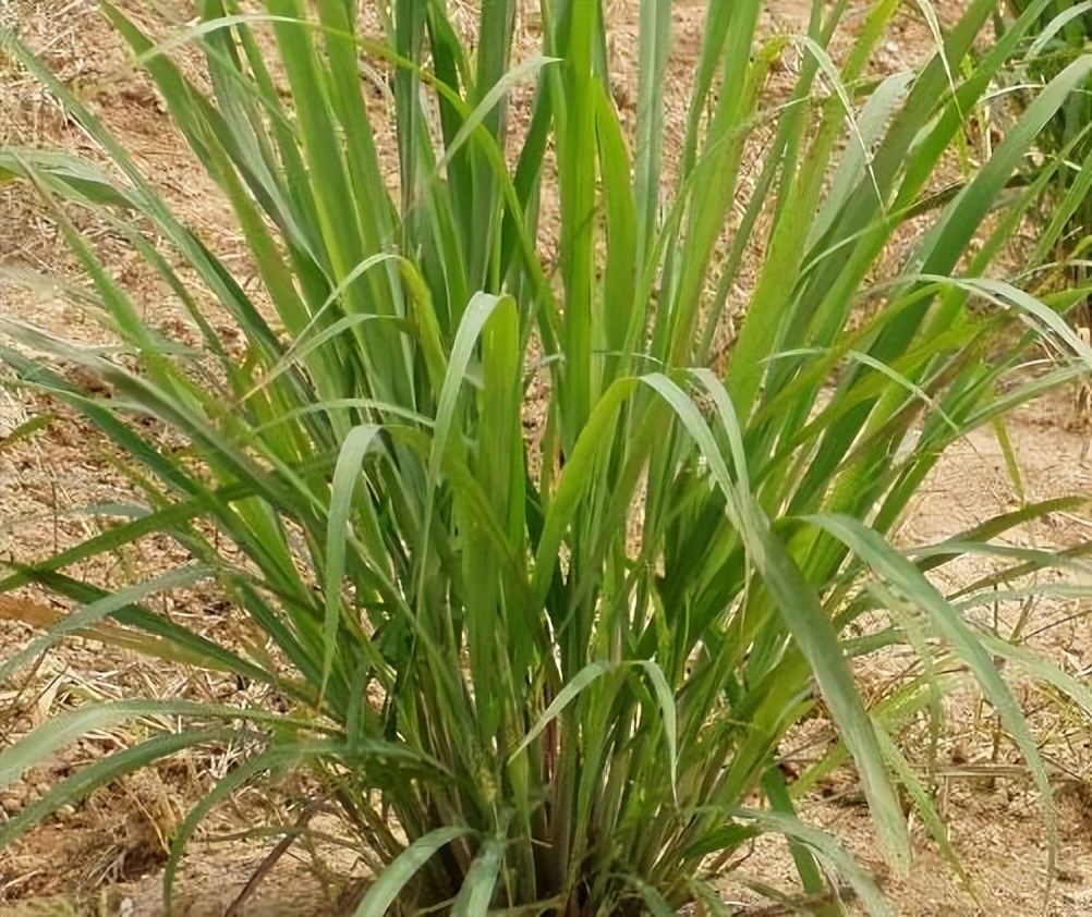 种植香草致富快_致富香草种植技术视频_致富香草种植视频