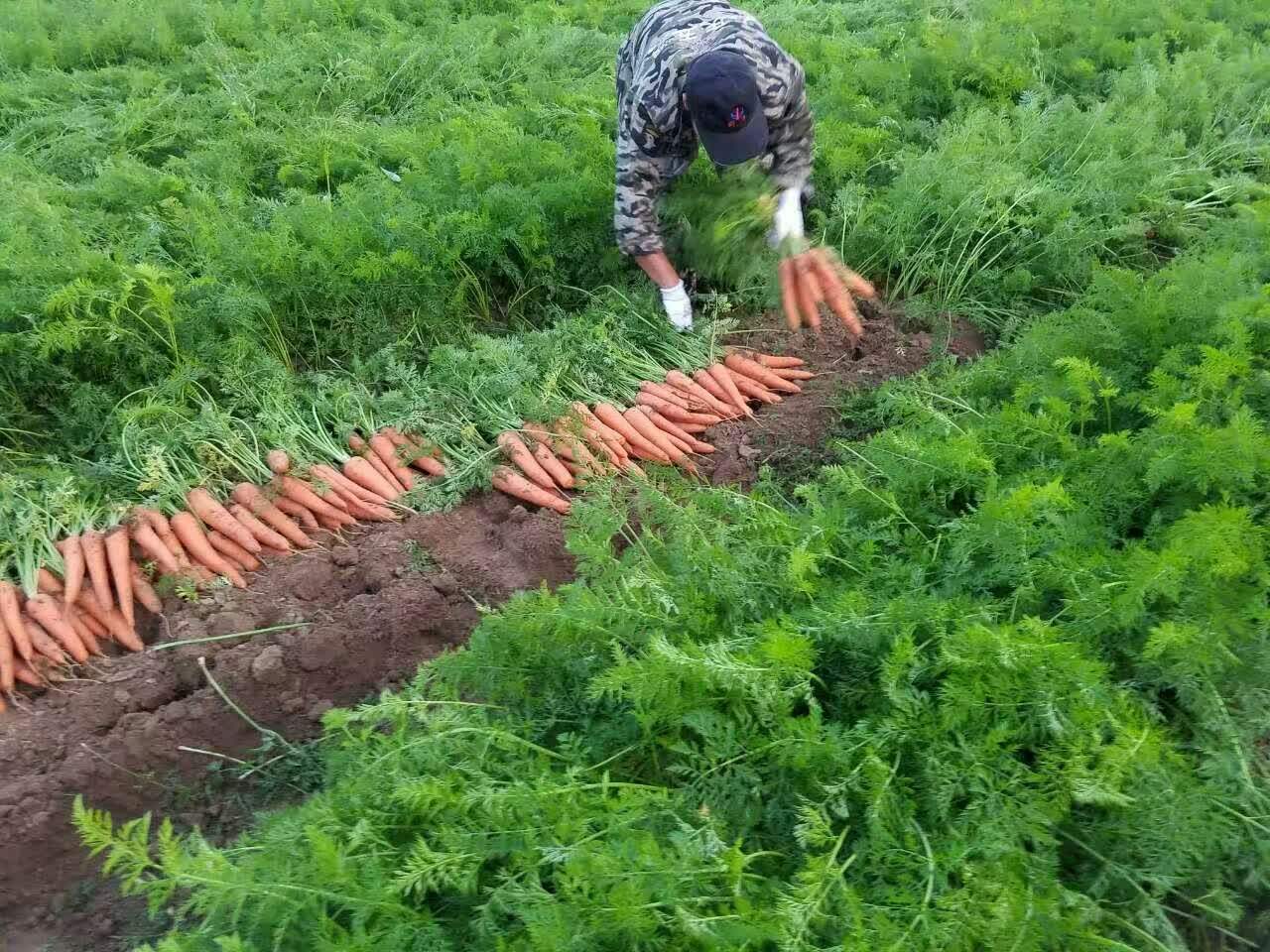 夏季红罗卜种植技术_种红罗卜枝术_怎么种红罗卜苗出的好