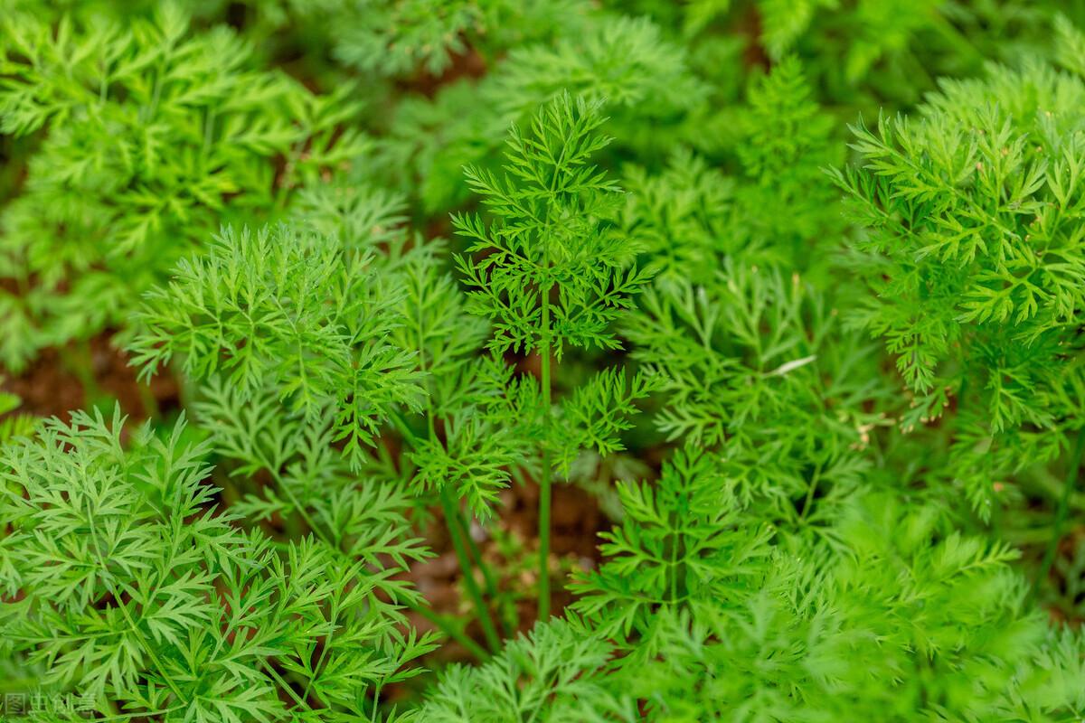 红罗种植时间_怎样种植红罗.卜高产_夏季红罗卜种植技术