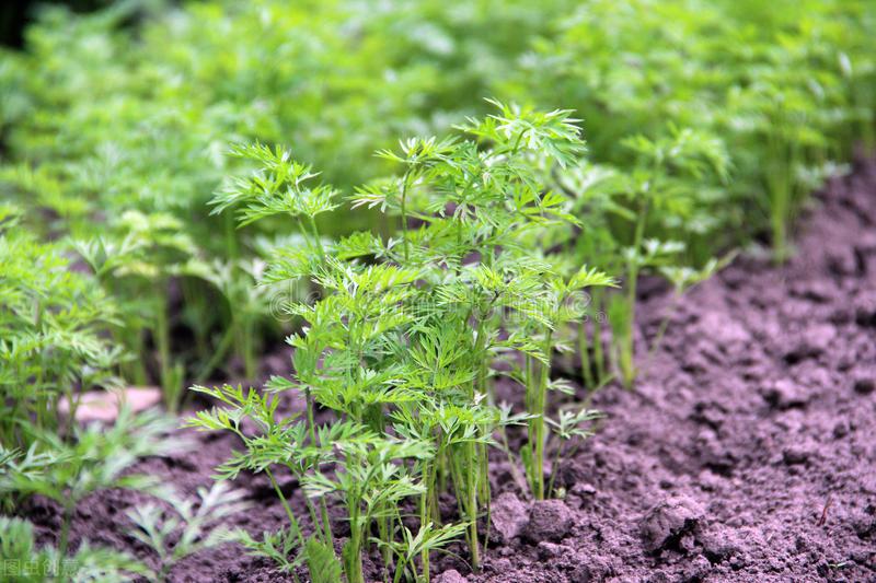 红罗种植时间_怎样种植红罗.卜高产_夏季红罗卜种植技术