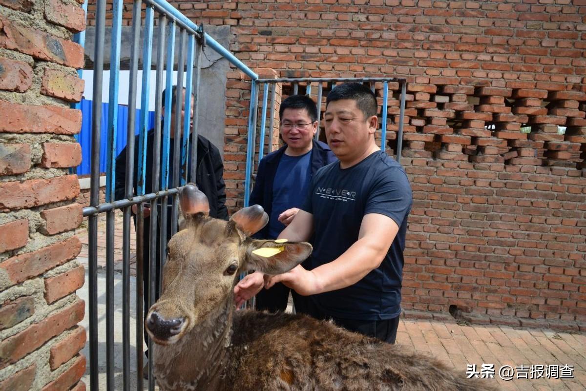 外国男人养殖致富路_国外养殖什么赚钱_致富经小伙养牛奇招